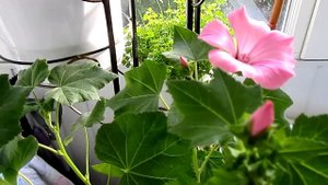 "Слезы" клещевины и посадки на балконе