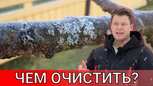 металлическими щетками счищают лишайники лишь те кому не жалко свой сад