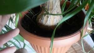 Нолина (Бокарнея) . Или Слоновая Нога