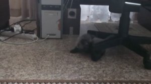 Жесть!!! Котенка привязали к стулу.