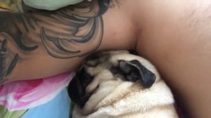 Pug, pugs, сон мопса, как человек храпит!!!милота20.08.2017