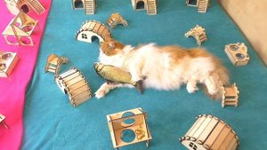 КРЫСЫ в ЛАБИРИНТЕ / ПРОГУЛКА МОРСКИХ СВИНОК / Кот Вася в гостях у ХОМКИ / Alisa Easy Pets