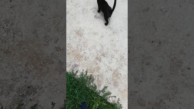 Играю с двумя котами смотреть онлайн