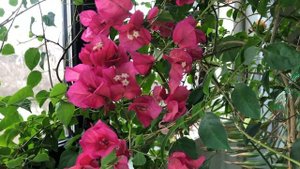 Бугенвиллия или бумажный цветок