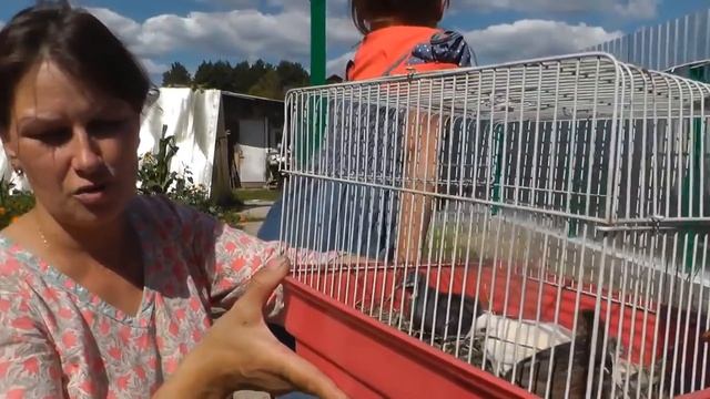 ПЕРЕПЕЛКИ ПОРОДЫ РАСПИСНЫЕ. Обзор птицы на ферме  Хозяйство ЛПХ СВОИ ПЕРЕПЕЛА