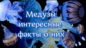 14 интересных фактов о медузах