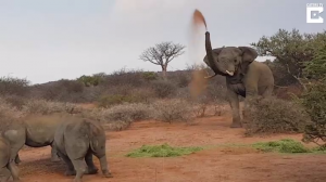 Слон отбивается от носорогов