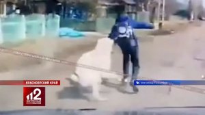 Алабай против ребенка