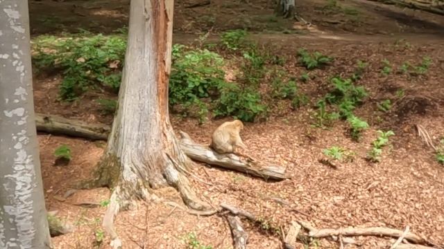 Залем(Salem).Аффенберг(Affenberg).Гора обезьян.Часть 1 смотреть онлайн
