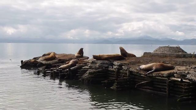 Steller sea lions. Лежбище сивучей. Петропавловск-Камчатский.