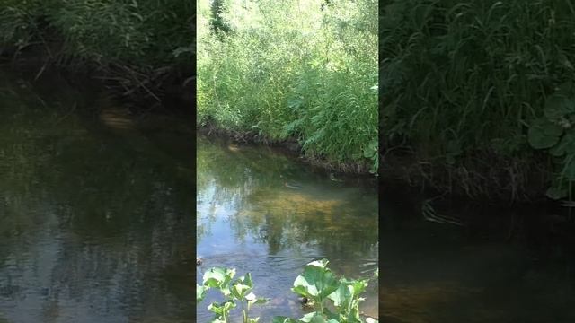 1481 Удочка Поплавок Тайга #дмитрийяков #рыбалка #тайга #fishing #hunting #хариус #выживалово #охота