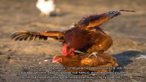 Может ли курица нести яйца без петуха — для чего нужен мужчина в женском коллективе
