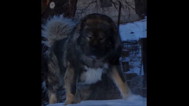 ДИВ БАХОР ГВИДОН смотреть онлайн