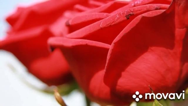 Пожелание хорошего дня. смотреть онлайн