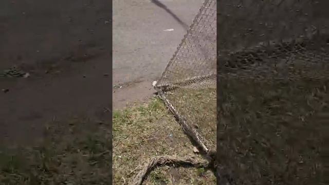 Сороконожки адидас 11nova смотреть онлайн