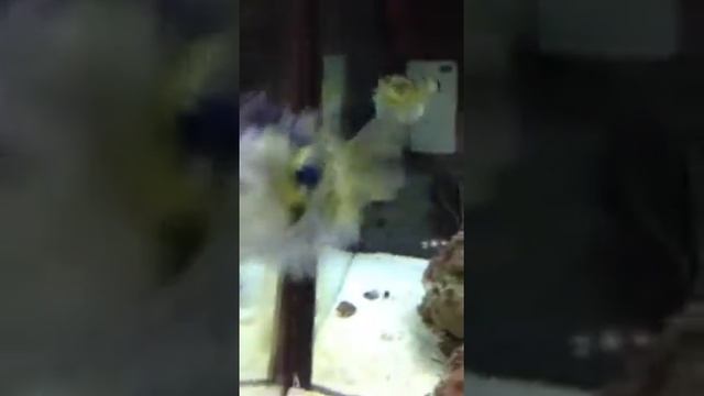 Pufferfish puffs up in my aquarium