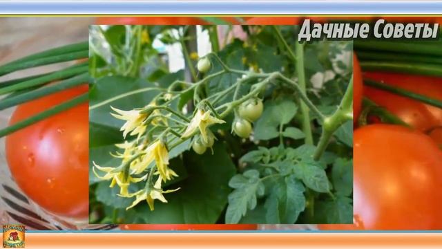 УРОЖАЯ НЕ ЖДИТЕ если посадите РАССАДУ ПОМИДОРОВ в феврале ПРОВЕРЕННО на своем опыте Дачные советы смотреть онлайн