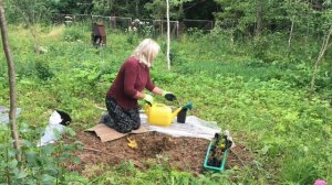 Ланкастерский орех. Посадка.