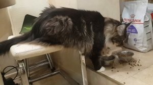 Мэйн-кун ест и пьет лапой