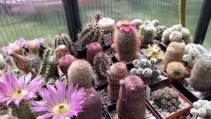 Коллекция кактусов.Трихоцереусы цветут,нотокактусы,пародии,лобивия,эхиноцереус,ребуции..