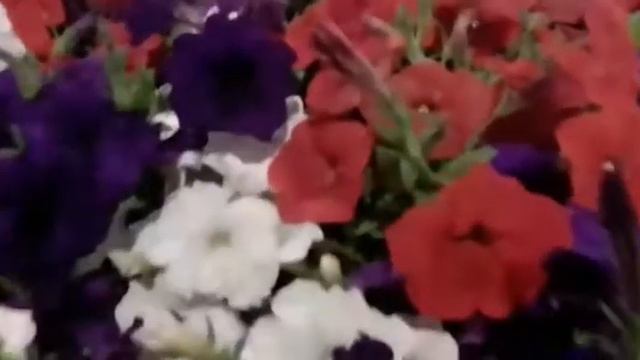 Вечерние цветы смотреть онлайн