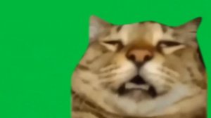 МЕМНЫЕ КОТЫ GREEN SCREEN
