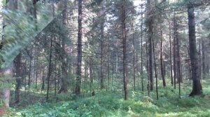 Сбор Кедровых Шишек и заготовка ореха.