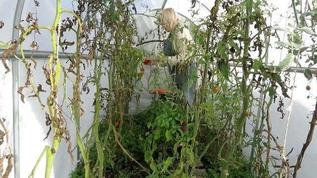 УРОЖАЙ СЕНТЯБРЯ * Вот и лето прошло, словно и не бывало! смотреть онлайн