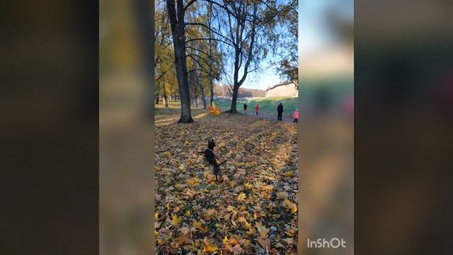 Осень и Стаффордширский Бультерьер смотреть онлайн