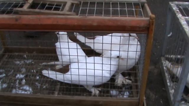 Ярмарка голубей г.Краснодар 04.02.2024г. 1часть смотреть онлайн