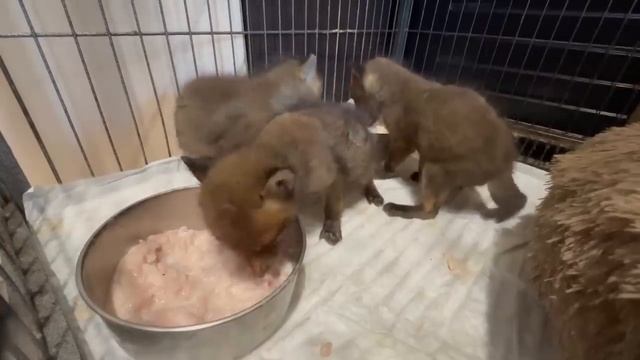 Лисята НАКИНУЛИСЬ на мясо и почему их не вернут маме?! смотреть онлайн