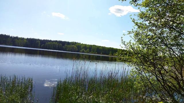 Подмосковная живность