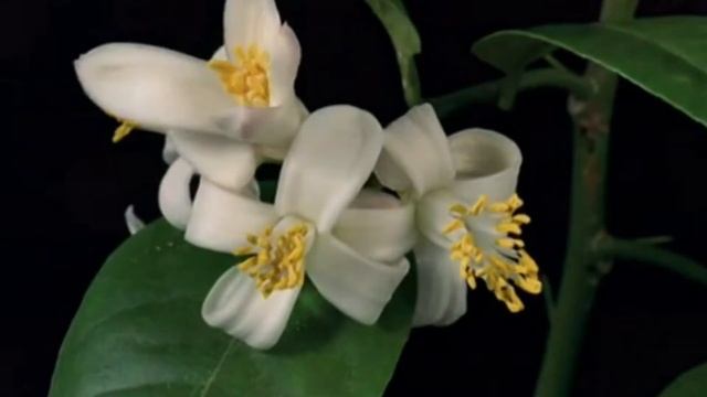 CHRIS REA - And You My Love смотреть онлайн