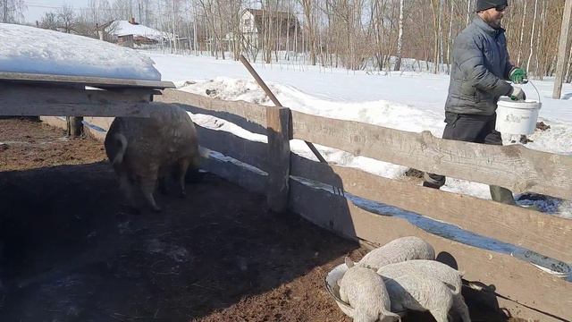 ВЕНГЕРСКАЯ МАНГАЛИЦА. СКОРО ПЕРЕЕЗД. ПРИДУМАЛИ КАКИМ БУДЕТ ПОЛ В БУДУЩЕЙ БЕСЕДКЕ.