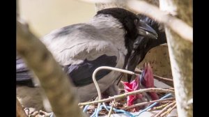 1 May 2020. Bird watching. Crow and chicks in the nest. Вороны и птенцы в гнезде.