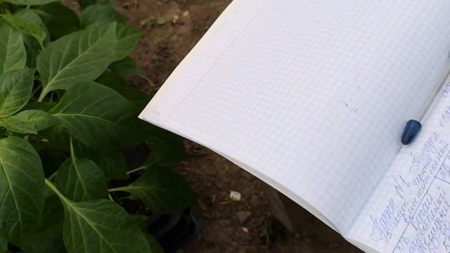 ГРУППОВАЯ ПОСАДКА ПЕРЦА В ГРУНТ. смотреть онлайн