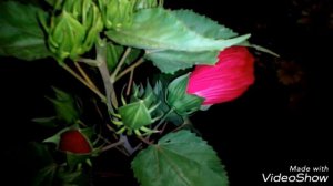Гибискус ночью. Hibiscus at night.