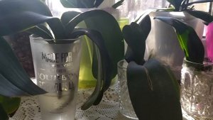 100% успех. Наращивание корней с нуля в специальном растворе. Возвращение орхидеи к жизни.