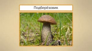 16 Строение шляпочных грибов  Видеоурок по окружающему миру  1 класс