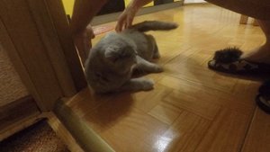 Шотландская вислоухая кошка во время течки
