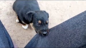 Щенки Ягдтерьера (метисы)      young Jagdterrier