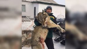 Волкодав против волка