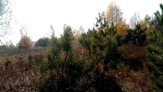 ЧЕРНИГОВ ГРИБЫ.