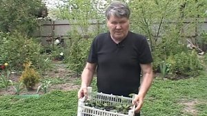 Валерий Панов: Чем отличаются ремонтантные сорта клубники?