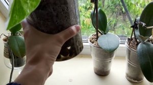 Первый полив Орхидеи Мультифлоры и обзор моих орхидей на втором этаже и говорящий ПОПУГАЙ