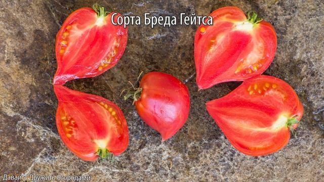 Томаты Бреда Гейтса. ЭТИ ПОМИДОРЫ САЖАЕМ ОДНОЗНАЧНО! смотреть онлайн