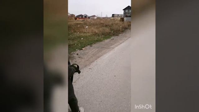 Мажор алабай 4 месяца смотреть онлайн