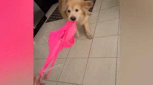 Кошачьи приколы 2022.mp4