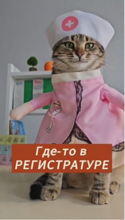 Где-то в регистратуре #животные #котики #больница #юмор