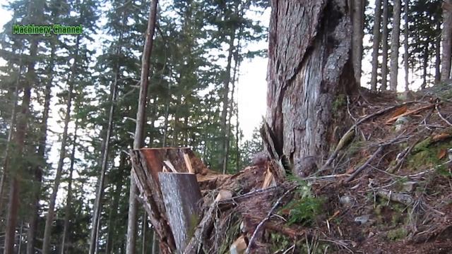 Amazing Dangerous Logging Wood Truck Operator Skills - Fastest Big Tree Felling Skill With Chainsaw смотреть онлайн